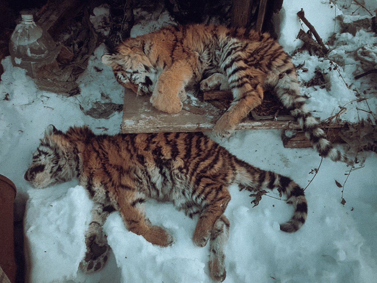 Четырехмесячные тигрята, погибшие от голода под крыльцом жилого дома в поселке Шумный Хабаровского края. Декабрь 2021 года. Фото: Министерство природных ресурсов Хабаровского края