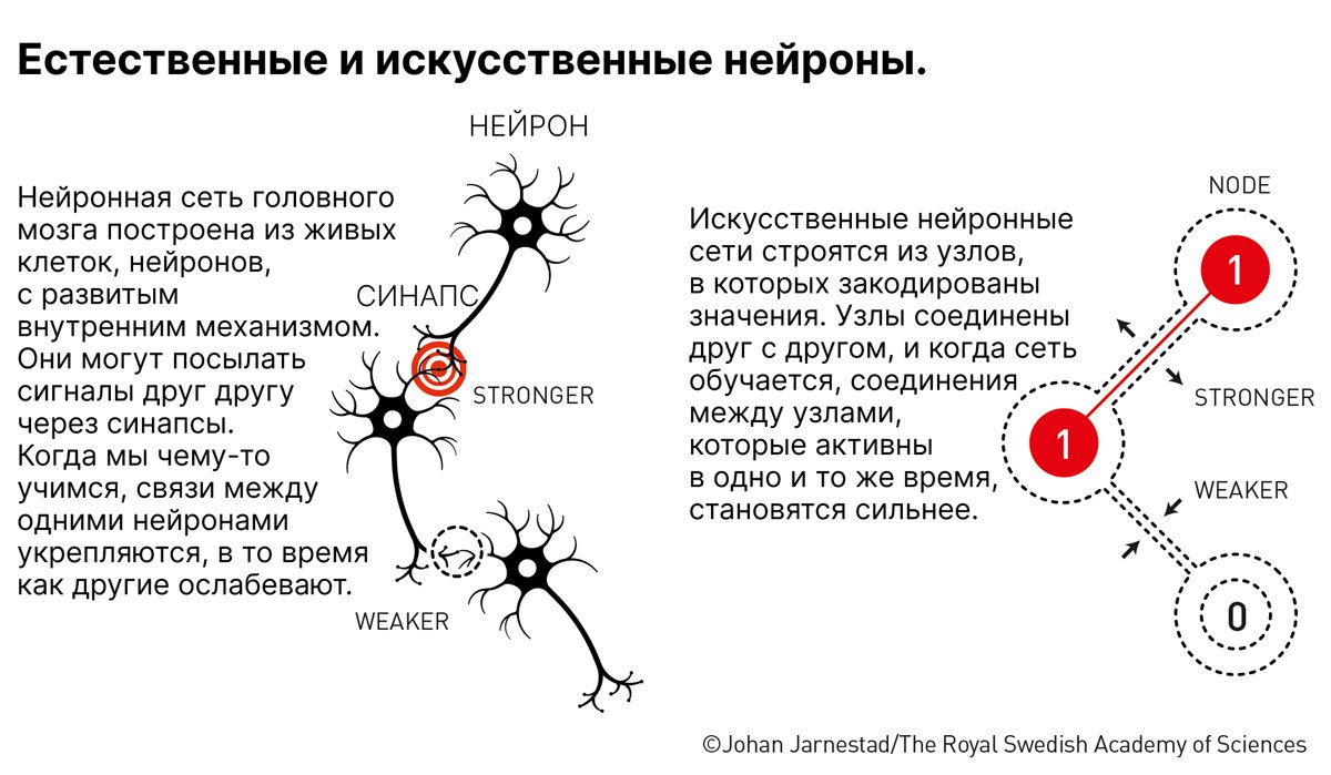 Сравнение работы мозга и нейросети / nobelprize.org