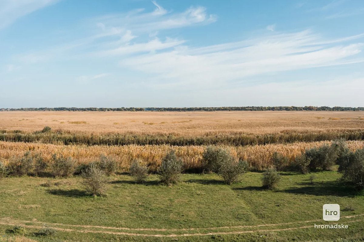 Плавни заказника “Лунг” в Старой Некрасовке. Фото: Елена Калиниченко /  hromadske.ua