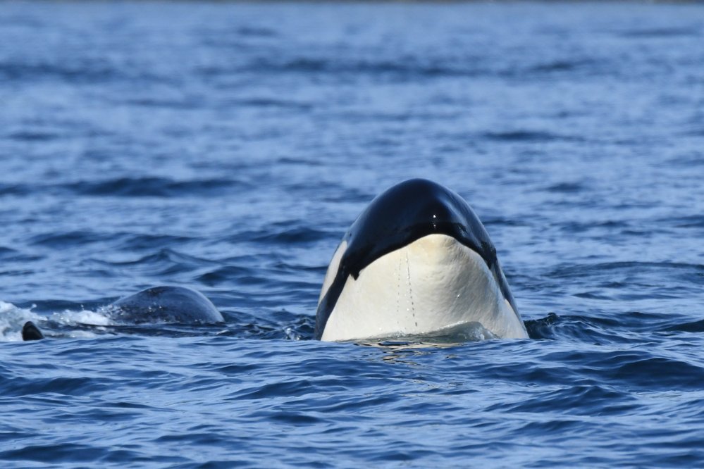 Фото: The Center for 
Whale Research